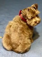 Tinker Dark Red Wheaten , a male Miniature Schnauzer for sale in Calhoun, GA – Photo 7 of 10