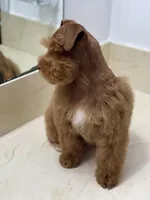 Tinker Dark Red Wheaten , a male Miniature Schnauzer for sale in Calhoun, GA – Photo 3 of 10