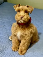 Tinker Dark Red Wheaten , a male Miniature Schnauzer for sale in Calhoun, GA – Photo 2 of 10