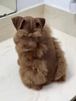 Tinker Dark Red Wheaten , a male Miniature Schnauzer for sale in Calhoun, GA – Photo 6 of 10