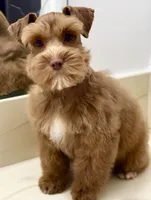 Tinker Dark Red Wheaten , a male Miniature Schnauzer for sale in Calhoun, GA – Photo 10 of 10