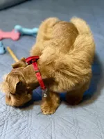 Tinker Dark Red Wheaten , a male Miniature Schnauzer for sale in Calhoun, GA – Photo 5 of 10