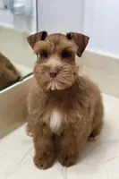 Tinker Dark Red Wheaten , a male Miniature Schnauzer for sale in Calhoun, GA – Photo 8 of 10