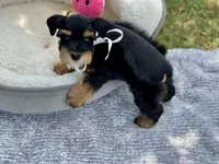 AKC Black and Red, a female Miniature Schnauzer for sale in Calhoun, GA – Photo 10 of 10