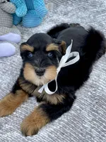 AKC Black and Red, a female Miniature Schnauzer for sale in Calhoun, GA – Photo 8 of 10