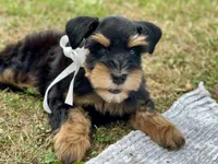 AKC Black and Red, a female Miniature Schnauzer for sale in Calhoun, GA – Photo 7 of 10