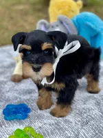 AKC Black and Red, a female Miniature Schnauzer for sale in Calhoun, GA – Photo 9 of 10