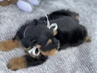 AKC Black and Red, a female Miniature Schnauzer for sale in Calhoun, GA – Photo 3 of 10