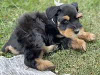 AKC Black and Red, a female Miniature Schnauzer for sale in Calhoun, GA – Photo 4 of 10