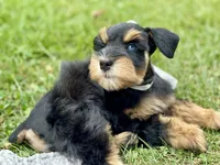 AKC Black and Red, a female Miniature Schnauzer for sale in Calhoun, GA – Photo 6 of 10