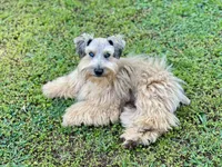 Little Mister, a male Miniature Schnauzer for sale in Calhoun, GA – 3 of 10