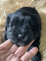 AKC Black female pink collar, a female Miniature Schnauzer for sale in Calhoun, GA – Photo 9 of 10