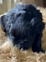 AKC Black female pink collar, a female Miniature Schnauzer for sale in Calhoun, GA – Photo 8 of 10