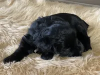 AKC Black female pink collar, a female Miniature Schnauzer for sale in Calhoun, GA – Photo 4 of 10