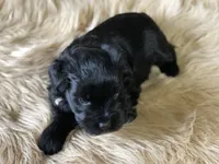AKC Black female pink collar, a female Miniature Schnauzer for sale in Calhoun, GA – Photo 2 of 10