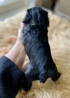 AKC Black female pink collar, a female Miniature Schnauzer for sale in Calhoun, GA – Photo 6 of 10