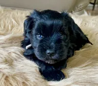AKC Black female pink collar, a female Miniature Schnauzer for sale in Calhoun, GA – Photo 1 of 10