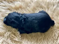 AKC Black female pink collar, a female Miniature Schnauzer for sale in Calhoun, GA – Photo 10 of 10