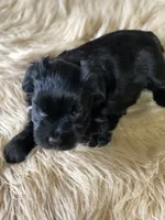 AKC Black female pink collar, a female Miniature Schnauzer for sale in Calhoun, GA – Photo 5 of 10