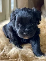 AKC Black female pink collar, a female Miniature Schnauzer for sale in Calhoun, GA – Photo 7 of 10