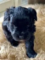 AKC Black female pink collar, a female Miniature Schnauzer for sale in Calhoun, GA – Photo 3 of 10