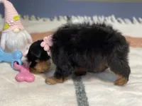 Black & Red, a female Miniature Schnauzer for sale in Calhoun, GA – Photo 8 of 10