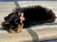 Black & Red, a female Miniature Schnauzer for sale in Calhoun, GA – Photo 6 of 10