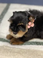 Black & Red, a female Miniature Schnauzer for sale in Calhoun, GA – Photo 4 of 10
