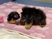 Black & Red, a female Miniature Schnauzer for sale in Calhoun, GA – Photo 10 of 10