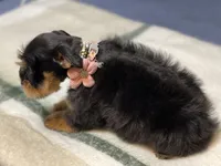 Black & Red, a female Miniature Schnauzer for sale in Calhoun, GA – Photo 7 of 10