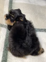 Black & Red, a female Miniature Schnauzer for sale in Calhoun, GA – Photo 5 of 10