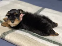 Black & Red, a female Miniature Schnauzer for sale in Calhoun, GA – Photo 9 of 10