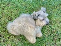 Little Mister, a male Miniature Schnauzer for sale in Calhoun, GA – 4 of 10