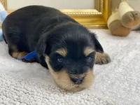 Blue collar male blue eyes, a male Miniature Schnauzer for sale in Calhoun, GA – Photo 5 of 5