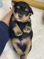 Blue collar male blue eyes, a male Miniature Schnauzer for sale in Calhoun, GA – Photo 4 of 5