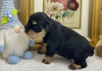 Blue collar male blue eyes, a male Miniature Schnauzer for sale in Calhoun, GA – Photo 3 of 5