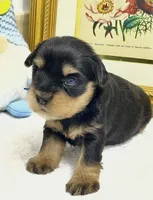 Blue collar male blue eyes, a male Miniature Schnauzer for sale in Calhoun, GA – Photo 1 of 5