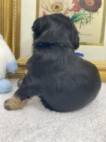 Blue collar male blue eyes, a male Miniature Schnauzer for sale in Calhoun, GA – Photo 2 of 5