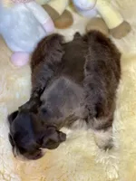 Windy ~Toy Sized, a female Miniature Schnauzer for sale in Calhoun, GA – Photo 4 of 10