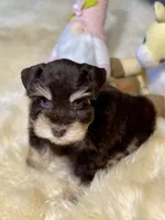 Windy ~Toy Sized, a female Miniature Schnauzer for sale in Calhoun, GA – Photo 10 of 10