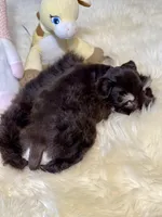 Windy ~Toy Sized, a female Miniature Schnauzer for sale in Calhoun, GA – Photo 5 of 10