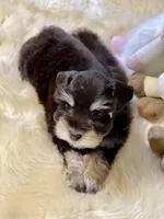 Windy ~Toy Sized, a female Miniature Schnauzer for sale in Calhoun, GA – Photo 9 of 10