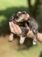 Windy ~Toy Sized, a female Miniature Schnauzer for sale in Calhoun, GA – Photo 6 of 10