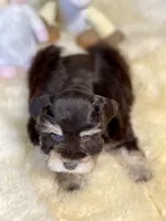 Windy ~Toy Sized, a female Miniature Schnauzer for sale in Calhoun, GA – Photo 2 of 10