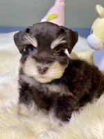 Windy ~Toy Sized, a female Miniature Schnauzer for sale in Calhoun, GA – Photo 8 of 10