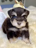 Windy ~Toy Sized, a female Miniature Schnauzer for sale in Calhoun, GA – Photo 1 of 10