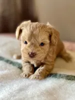 Tiny Tot, a male Miniature Schnauzer for sale in Calhoun, GA – Photo 1 of 8