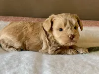 Tiny Tot, a male Miniature Schnauzer for sale in Calhoun, GA – Photo 8 of 8