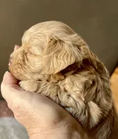 Tiny Tot, a male Miniature Schnauzer for sale in Calhoun, GA – Photo 3 of 8