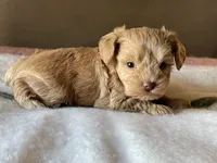 Tiny Tot, a male Miniature Schnauzer for sale in Calhoun, GA – Photo 7 of 8